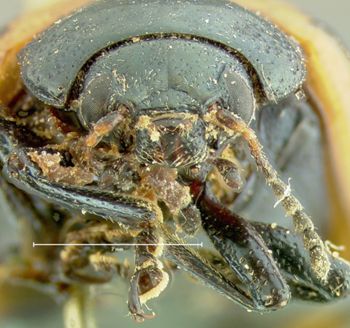 Media type: image;   Entomology 22200 Aspect: head frontal view